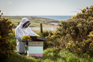 Mark opening a hive with the Atlantic in the background